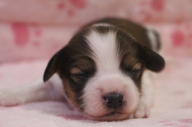 子犬の寝ている姿、黒白の毛色と小さな顔.