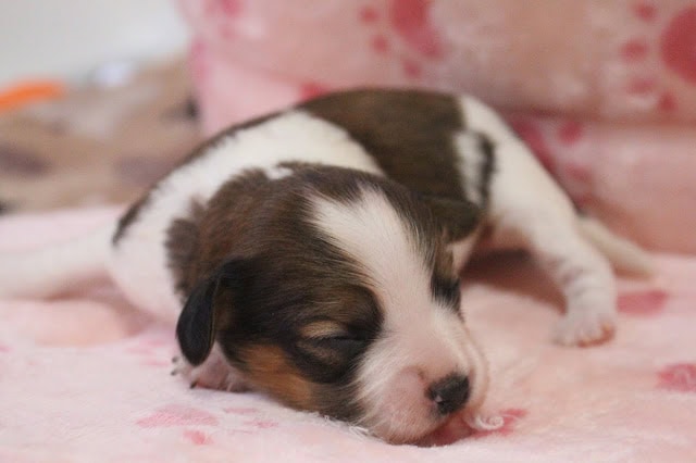 子犬がかわいく眠っている様子.