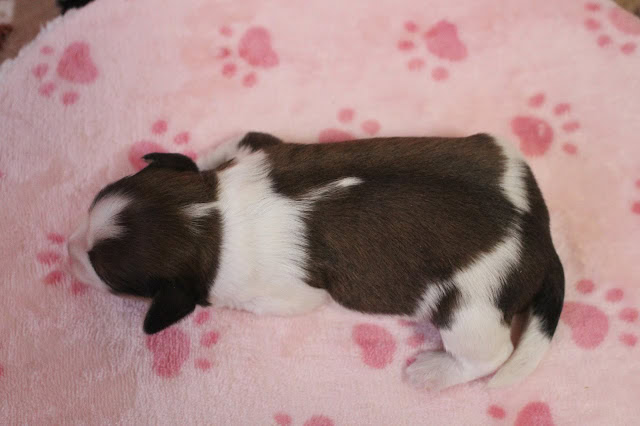 子犬がピンクの花柄の毛布の上で眠っている様子.