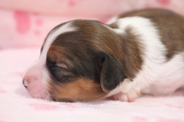 新生児のかわいいビーグル犬の赤ちゃんの寝顔.