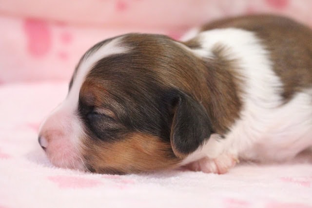 新生児のかわいい子犬が眠っています.