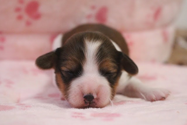 子犬が眠っている様子を捉えた画像です。.