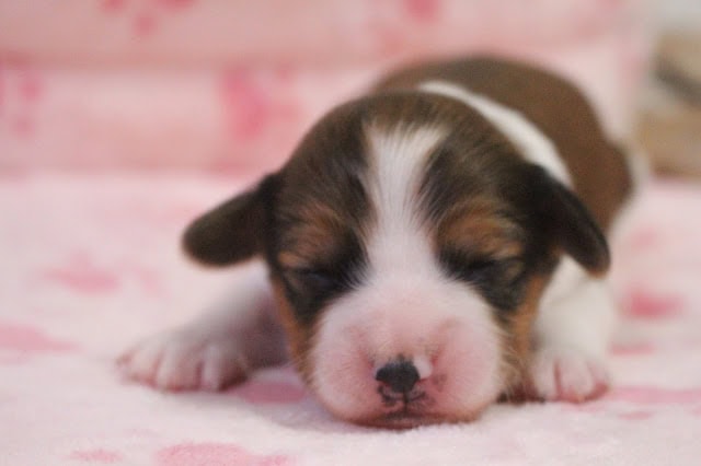子犬のかわいい寝顔のアップ写真.