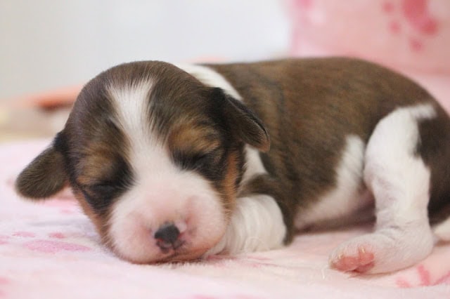子犬が眠っているかわいい瞬間の写真.
