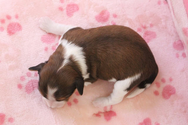 小さな茶色と白の子犬がピンクのハート柄の毛布の上で眠っています.