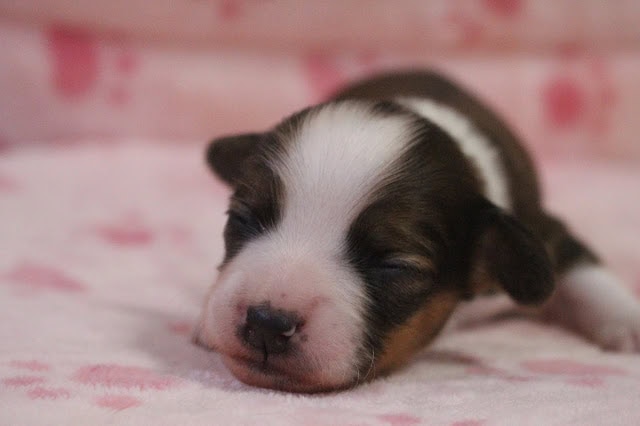 眠っているかわいい子犬のアップ写真.