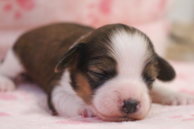 赤ちゃん犬のかわいい寝顔の写真.