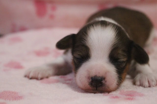 子犬のかわいい寝顔のアップ写真.