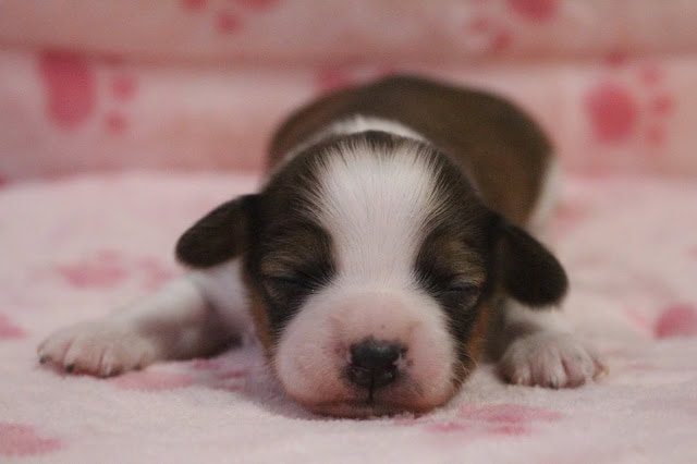 子犬が眠っているかわいい姿.