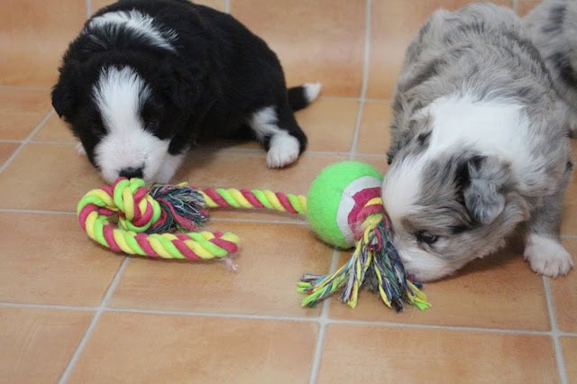 子犬がロープとボールのおもちゃで遊んでいる様子.
