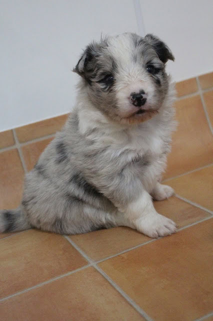 アクティブなセイランっ子のかわいい子犬の写真です。.