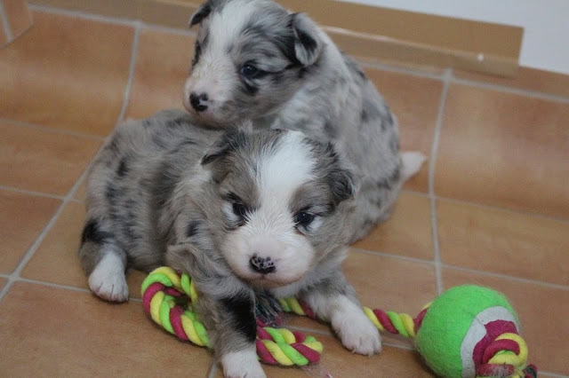 子犬のかわいいマルチカラーのロープおもちゃと一緒に座る子犬たち.
