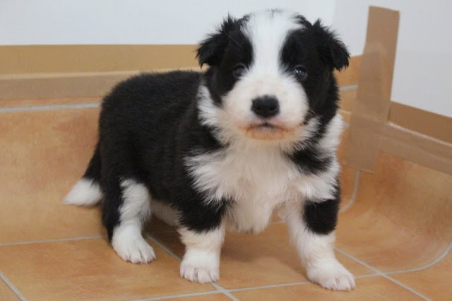 子犬のアップ写真、黒と白の毛並みが特徴的です。.