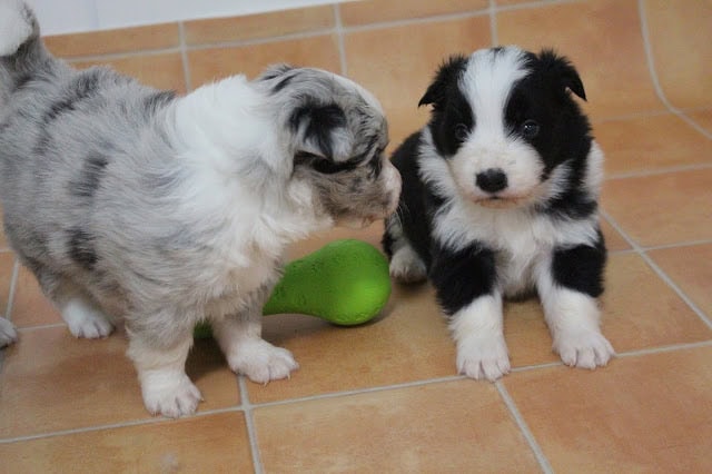 子犬たちが初めて会う瞬間を捉えた写真です。.