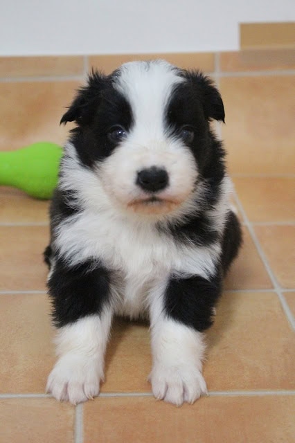 黒白の子犬が座っている写真.