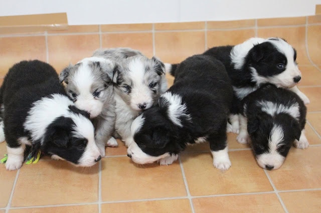 子犬の子犬たちが並んで座っています。.