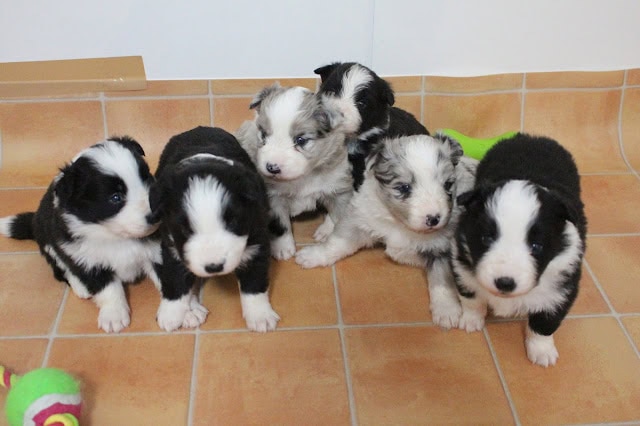 子犬の子犬たちが並んで座っています。.