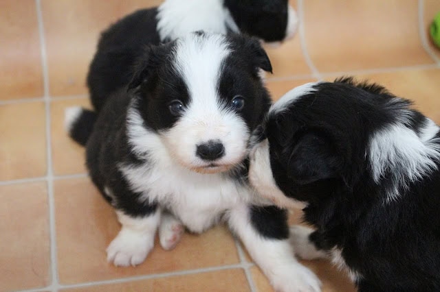 子犬のアップ写真、黒と白の毛色の子犬たちが仲良く遊んでいます。.