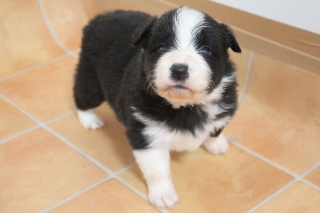 かわいい黒白の子犬のアップ写真.