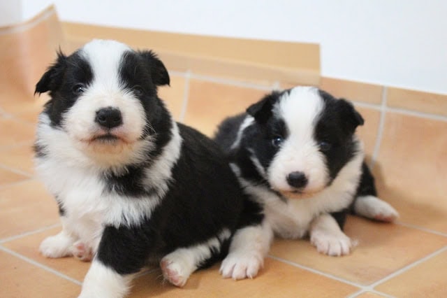 子犬の可愛らしい姿を捉えた写真です。.