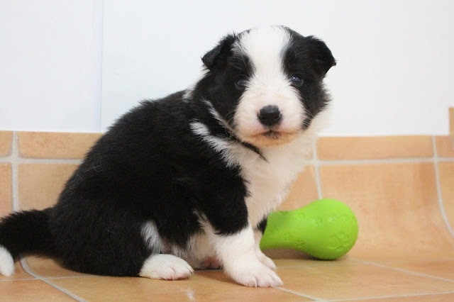 子犬の可愛い黒白のコーギーの写真.