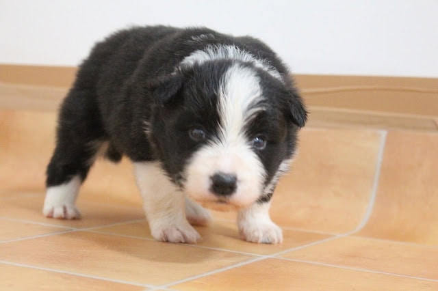 子犬のアップ写真、黒と白の毛色、床の上に立つ姿.