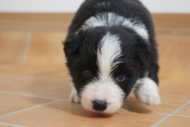 子犬が床の上を歩いている様子.