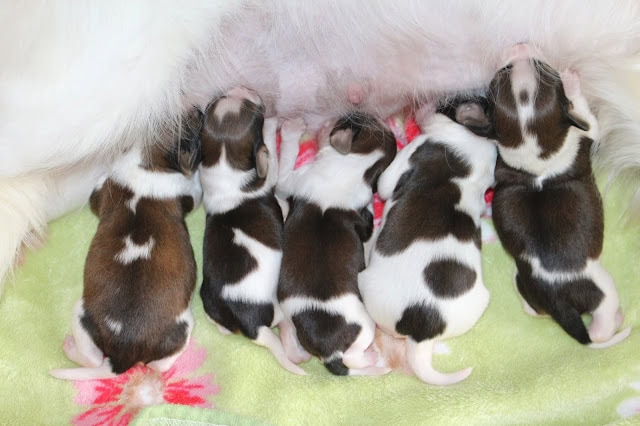 母親の乳を飲むかわいい子犬たち.