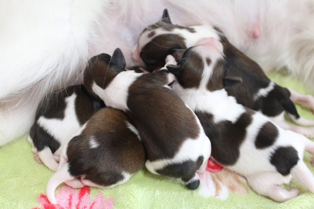 母親ハムスターと赤ちゃんたちのかわいい瞬間.