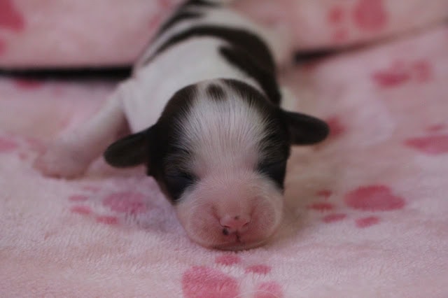 小さな白黒の子犬が眠っている様子.