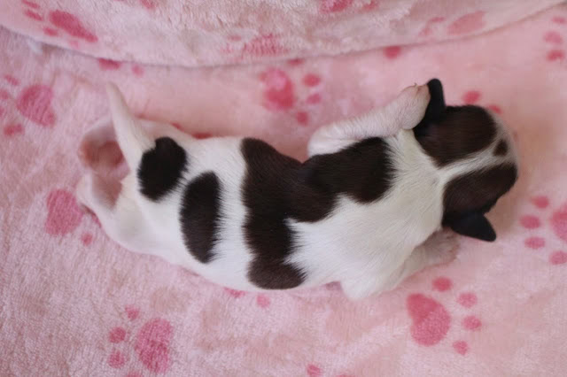 白と黒の模様がある子猫が寝ている写真.