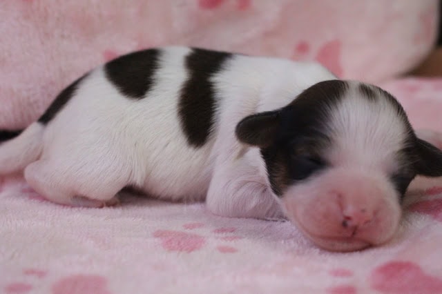子犬がピンクの毛布の上で眠っています.