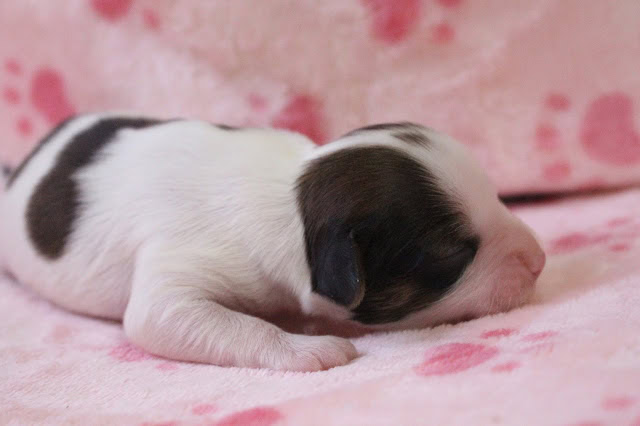 新生児の子犬がピンクの毛布の上で眠っています.