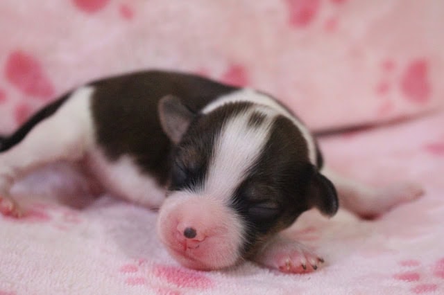 新生児の黒白の子犬が眠っている写真です。.