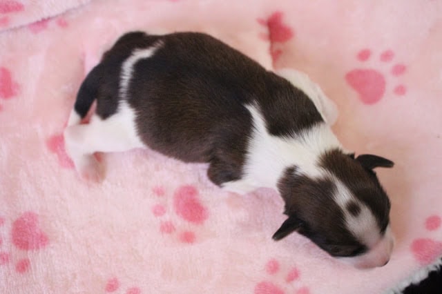 子犬がピンクの肉球模様の毛布の上で眠っています.