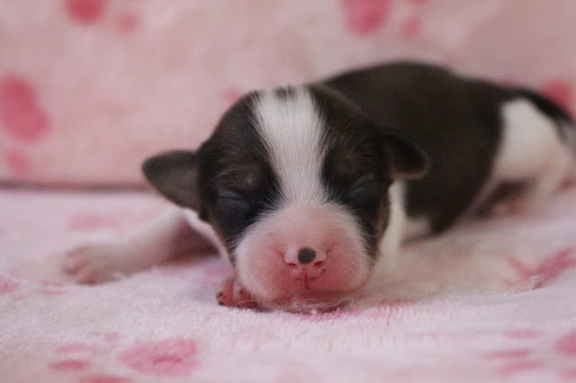 子犬が静かに眠る姿をクローズアップした写真です。.