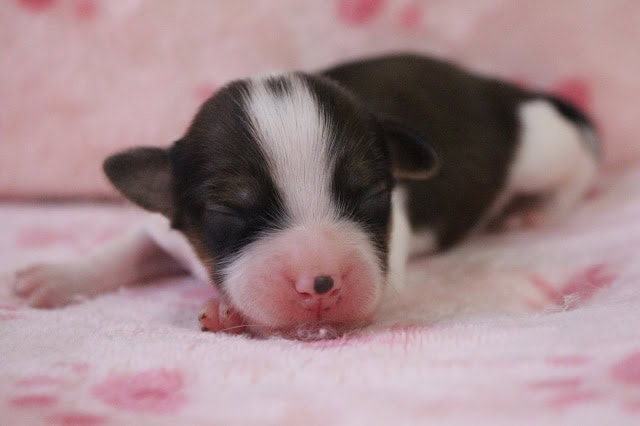新生児の黒白の子犬が眠っている様子.