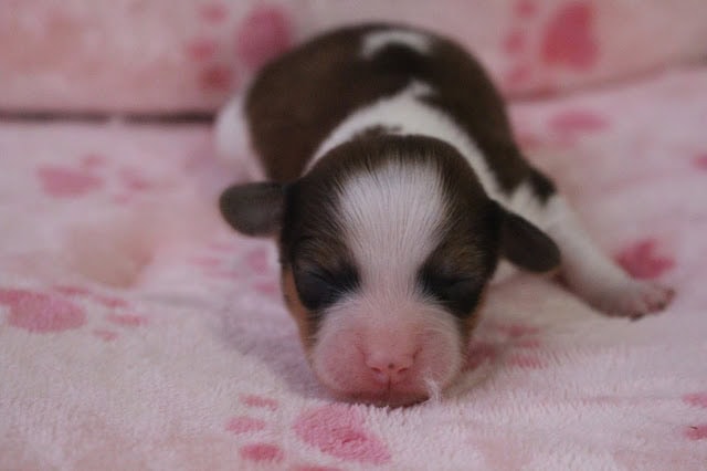 子犬の赤ちゃんが眠っている様子.