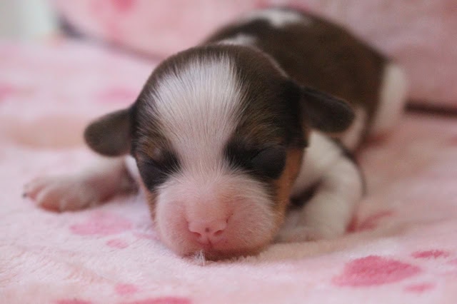 子犬が眠っている様子を捉えた写真です。.