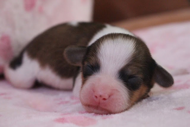 新生児のかわいい子犬の寝顔の写真です。.
