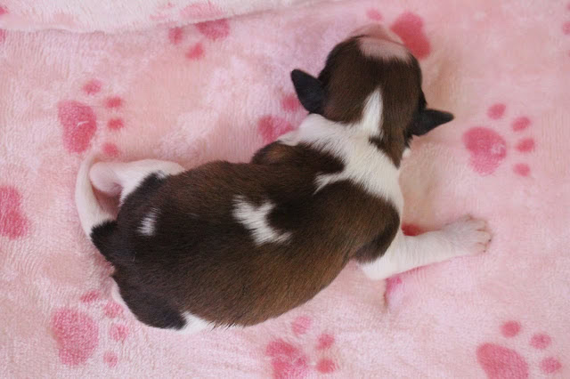 子犬が寝ている姿のアップ写真です。.