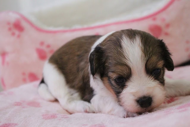 子犬のかわいい生後20日の写真です。.