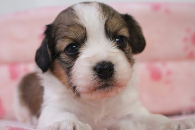 かわいい子犬のアップ写真です。.