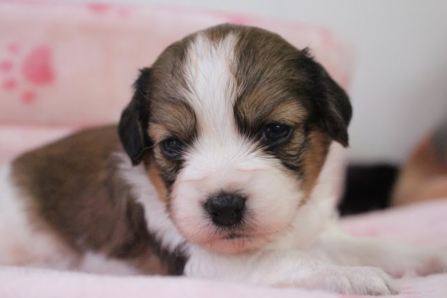 子犬のかわいい顔とふわふわの毛並み.
