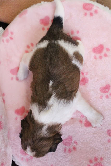 子猫がピンクのハート柄のブランケットの上で寝ている様子.