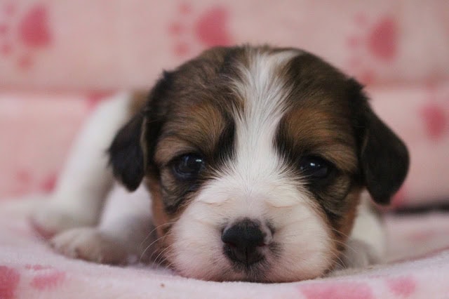 生後20日の子犬のかわいいアップ写真,.