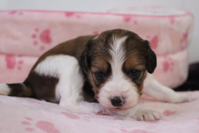 子犬のかわいい生後20日の写真です。.