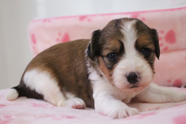 子犬のかわいい表情とふわふわの毛並み.