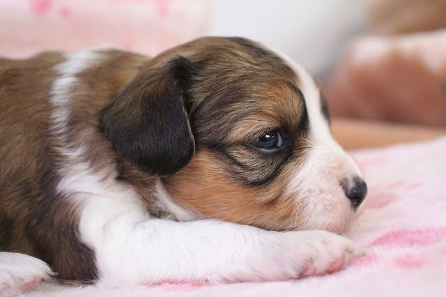 生後20日の子犬のかわいいアップ写真です。.