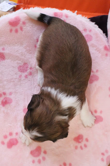 赤ちゃん猫がピンクのブランケットの上で眠っています。.